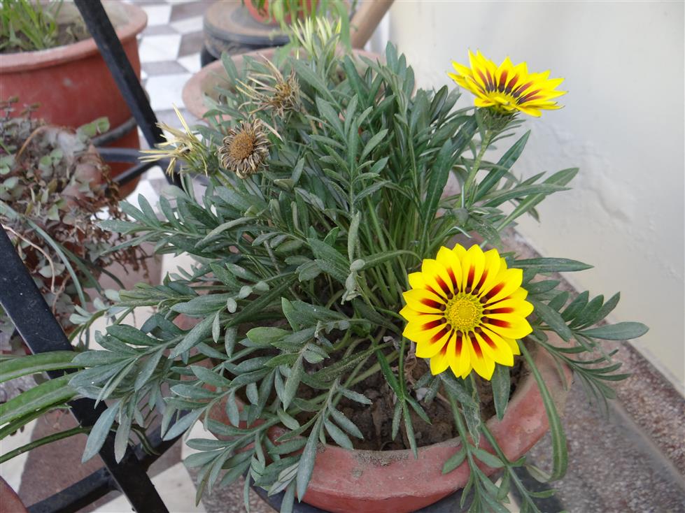 Gazania rigens